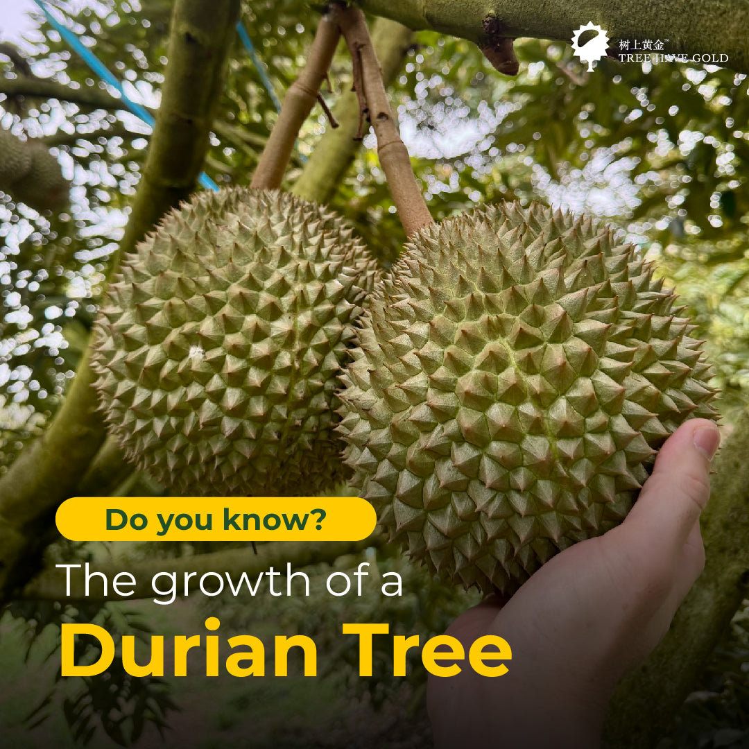 Ever Wondered How Durian Trees Grow?