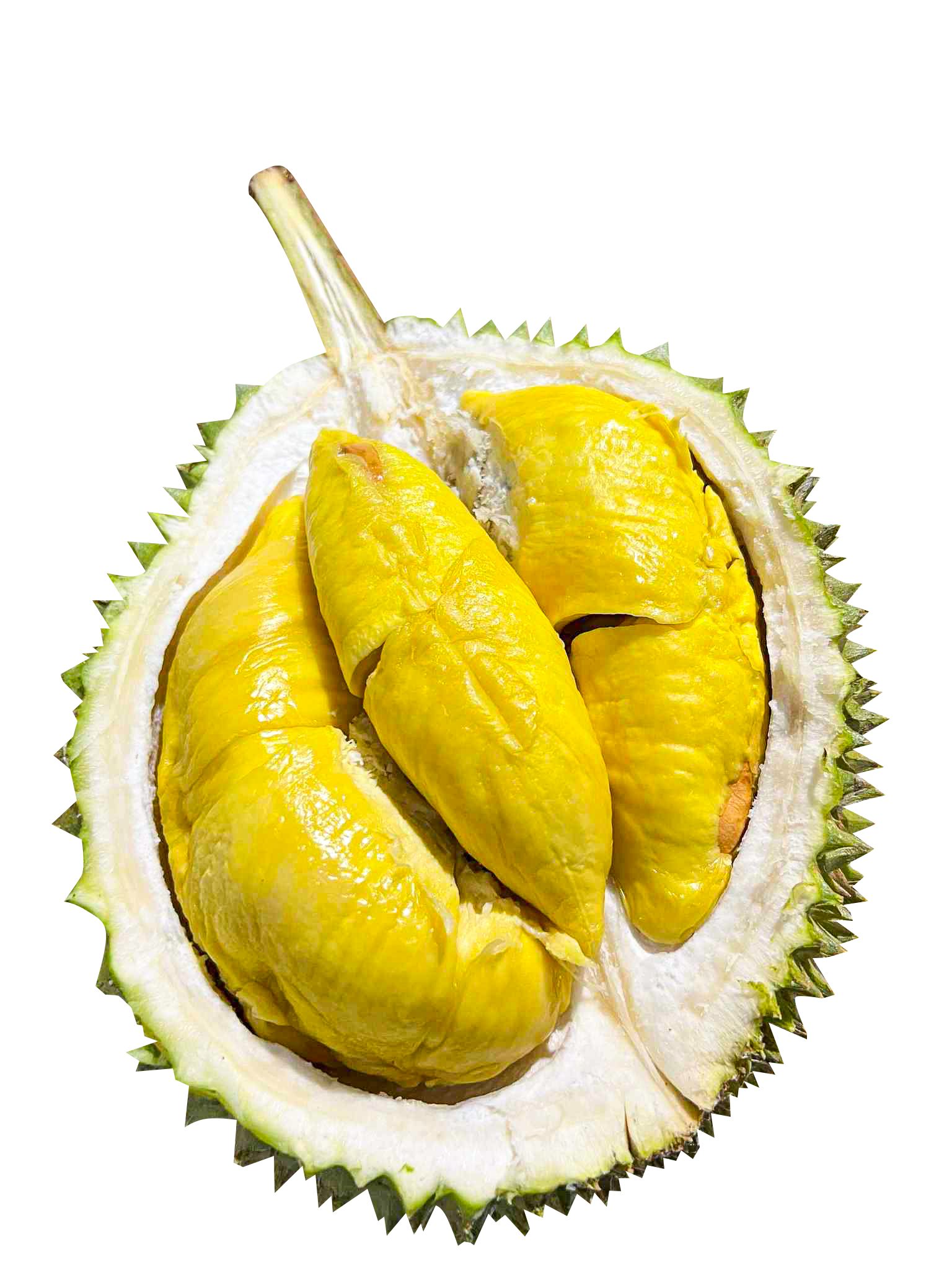 D197 MUSANG KING 猫山王